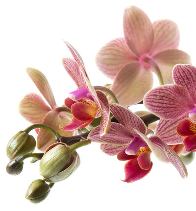 Gyllen orkide i sort potte Gyllen orkide i sort potte